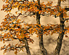 Bonsai Cedar Elm – National Arboretum, Washington DC