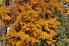 The Canonical Golden Leaves Shot – National Arboretum, Washington DC