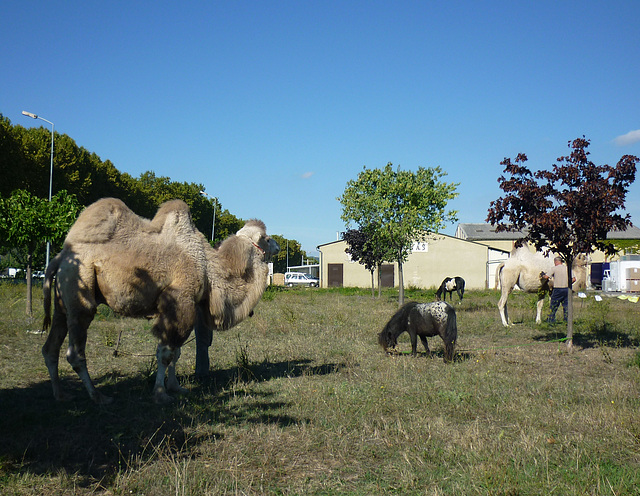 Chameaux à Limoux 001