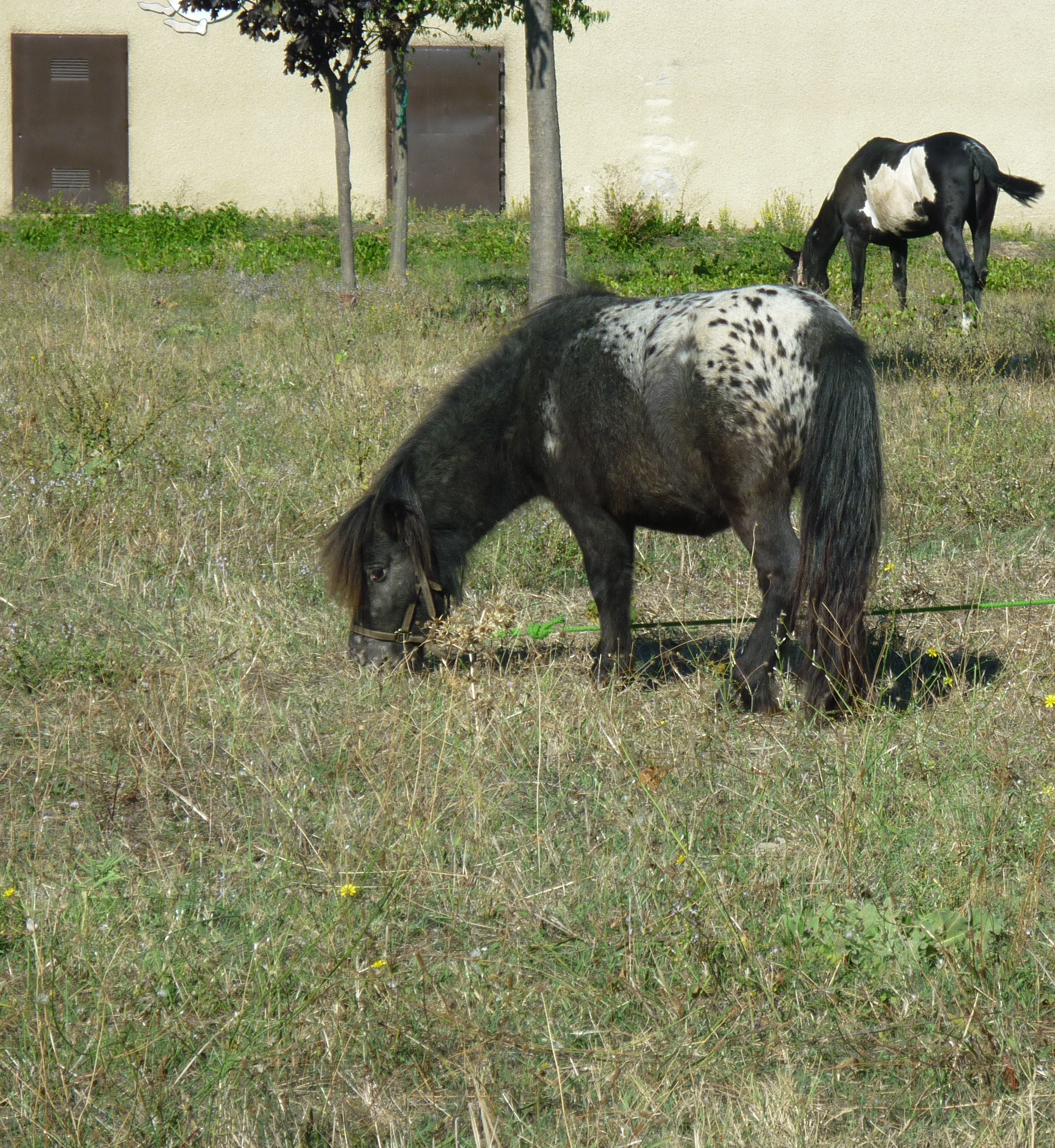 Petit cheval de cirque