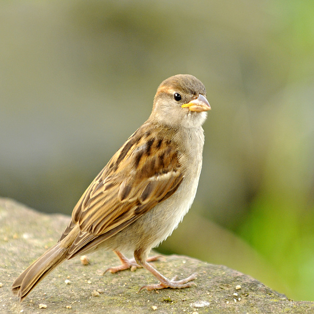 Spatz am Seligenstädter Mainufer