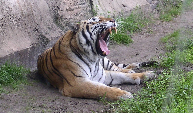 Roar or Yawn?