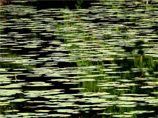 le Lieschbach : le royaume des eaux sombres où la grenouille rit...