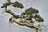 Bonsai Sargent's Juniper – National Arboretum, Washington DC