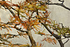 Bonsai Bald Cypress – National Arboretum, Washington DC