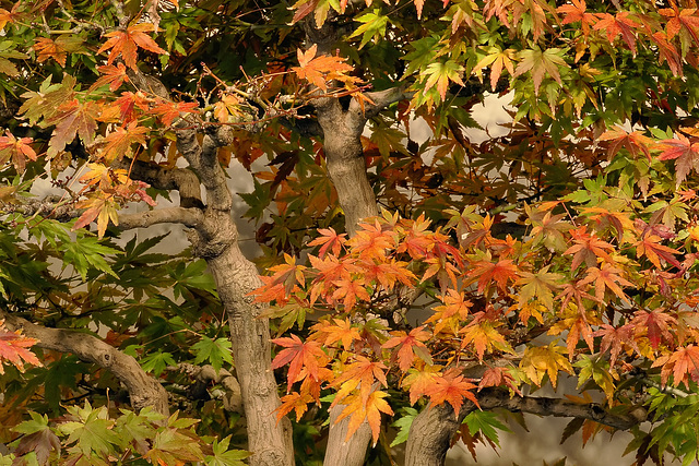 Bonsai Japanese Maples – National Arboretum, Washington DC
