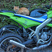 Katze auf dem heißen Ofen