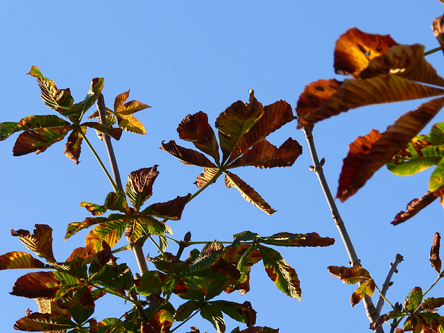 Herbstblätter