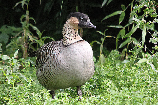 20100902 7807Tw [D~ST] Hawaii-Gans (Branta sandvicensis), Zoo Rheine