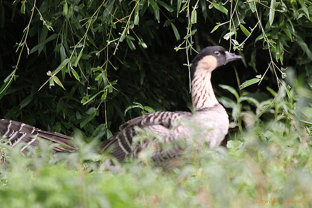 20100902 7812Tw [D~ST] Hawaii-Gans (Branta sandvicensis), Zoo Rheine