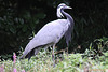 20100902 7813Tw [D~ST] Jungfernkranich (Anthropoides virgo), Naturzoo Rheine