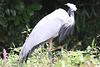 20100902 7814Tw [D~ST] Jungfernkranich (Anthropoides virgo), Naturzoo Rheine