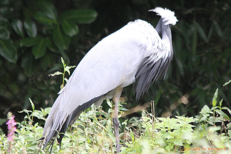 20100902 7814Tw [D~ST] Jungfernkranich (Grus virgo), Naturzoo Rheine