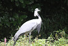 20100902 7817Tw [D~ST] Jungfernkranich (Anthropoides virgo), Naturzoo Rheine