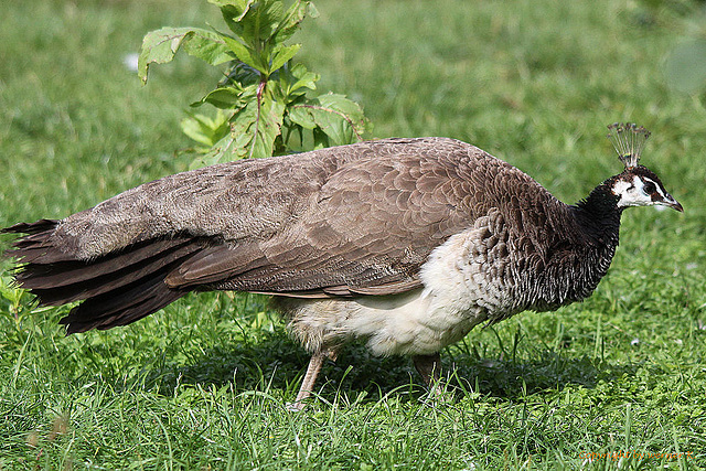 20100902 7819Tw [D~ST] Pfau (Pavo cristatus), [w], Zoo Rheine