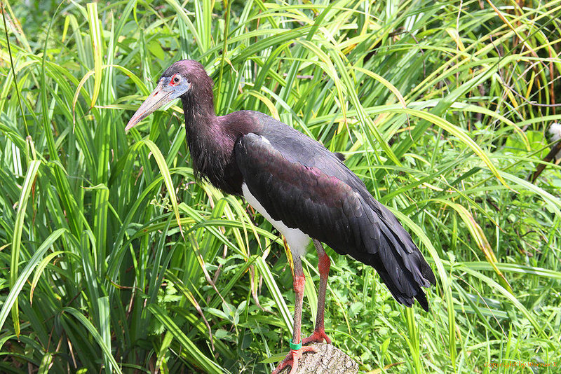 20100902 7825Aw [D~ST] Abdimstorch (Ciconia abdimii), Zoo Rheine