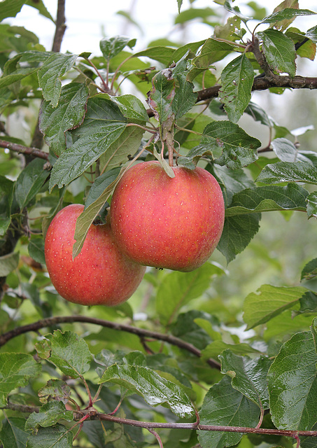 Apfelpärchen