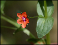 Anagallis arvensis (3)