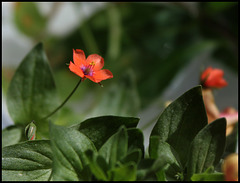 Anagallis arvensis (6)