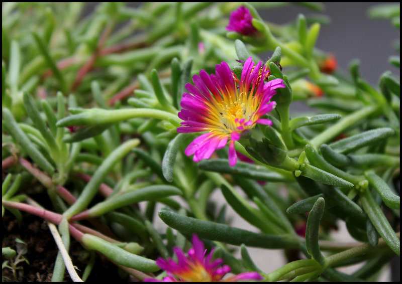 Delosperma 'Hot Pink Wonder'