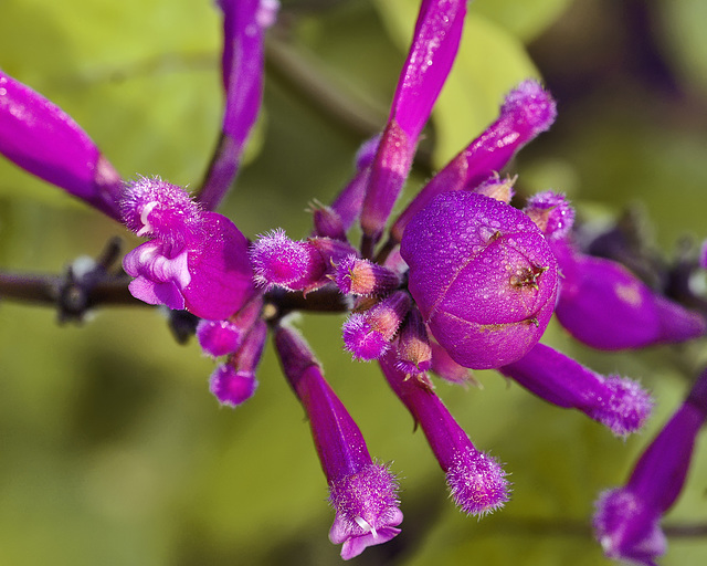 Salvia Vanhouttei 'Caroline' – National Arboretum, Washington DC