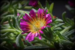 Delosperma 'Hot Pink Wonder'