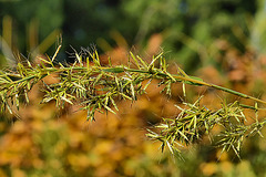 Palmarosa – National Arboretum, Washington DC