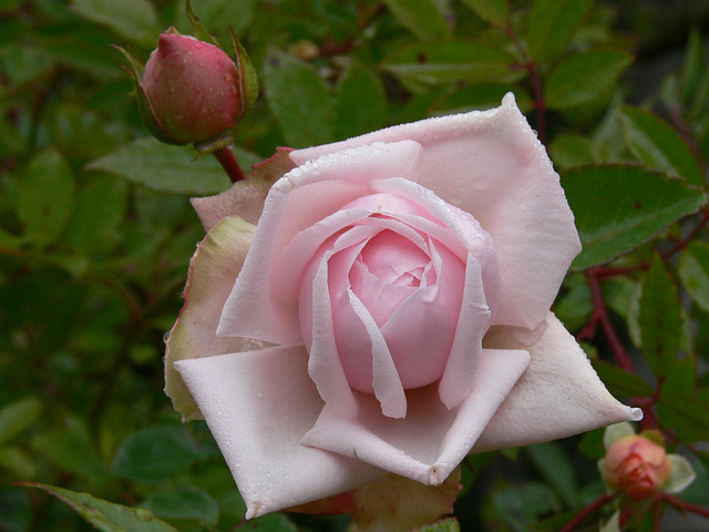 Rosen im Herbst