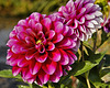 Dahlia Grande Colima – National Arboretum, Washington DC