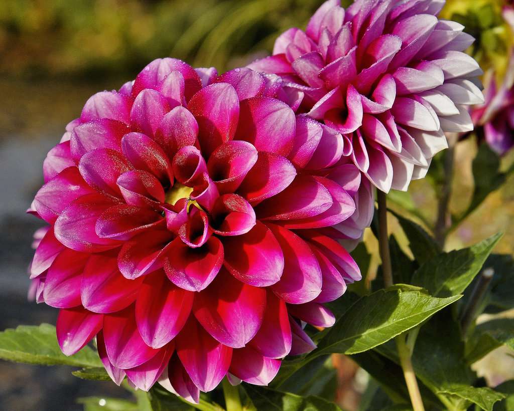 Dahlia Grande Colima – National Arboretum, Washington DC