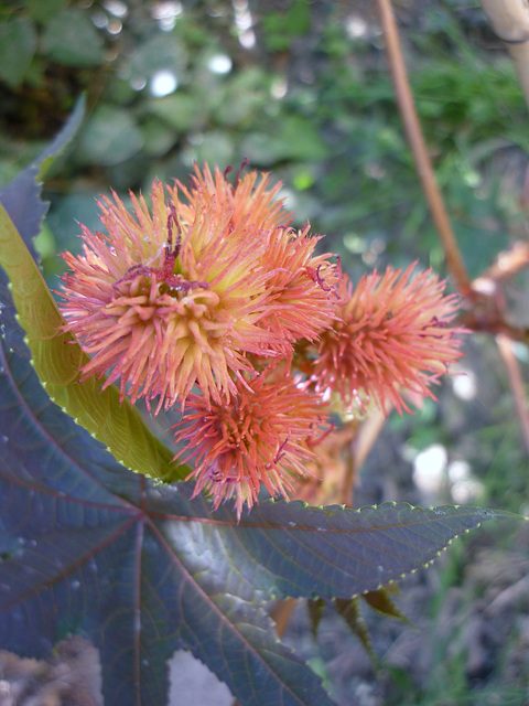 fleurs de Ricin