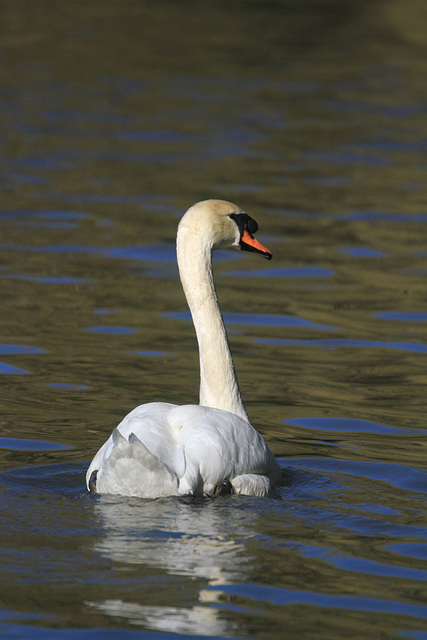 Mute Swan