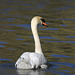 Mute Swan