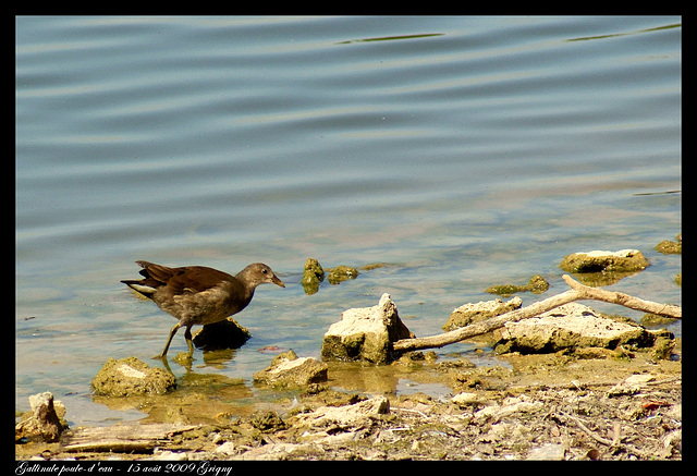 Gallinule poule-d'eau DSC04353