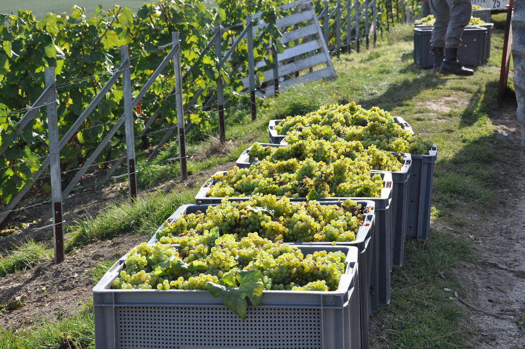 CHAMPAGNE VENDANGES