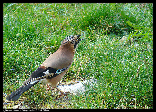 Geai des chênes DSC01977