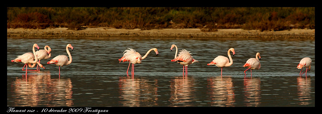 Flamant rose DSC08362