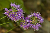 Japanese Onion – National Arboretum, Washington DC