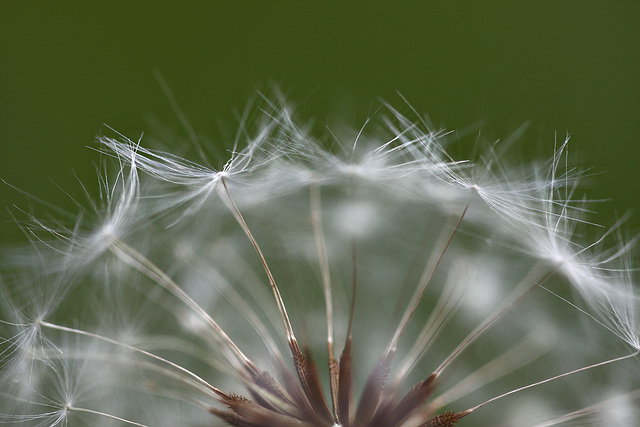 windballett