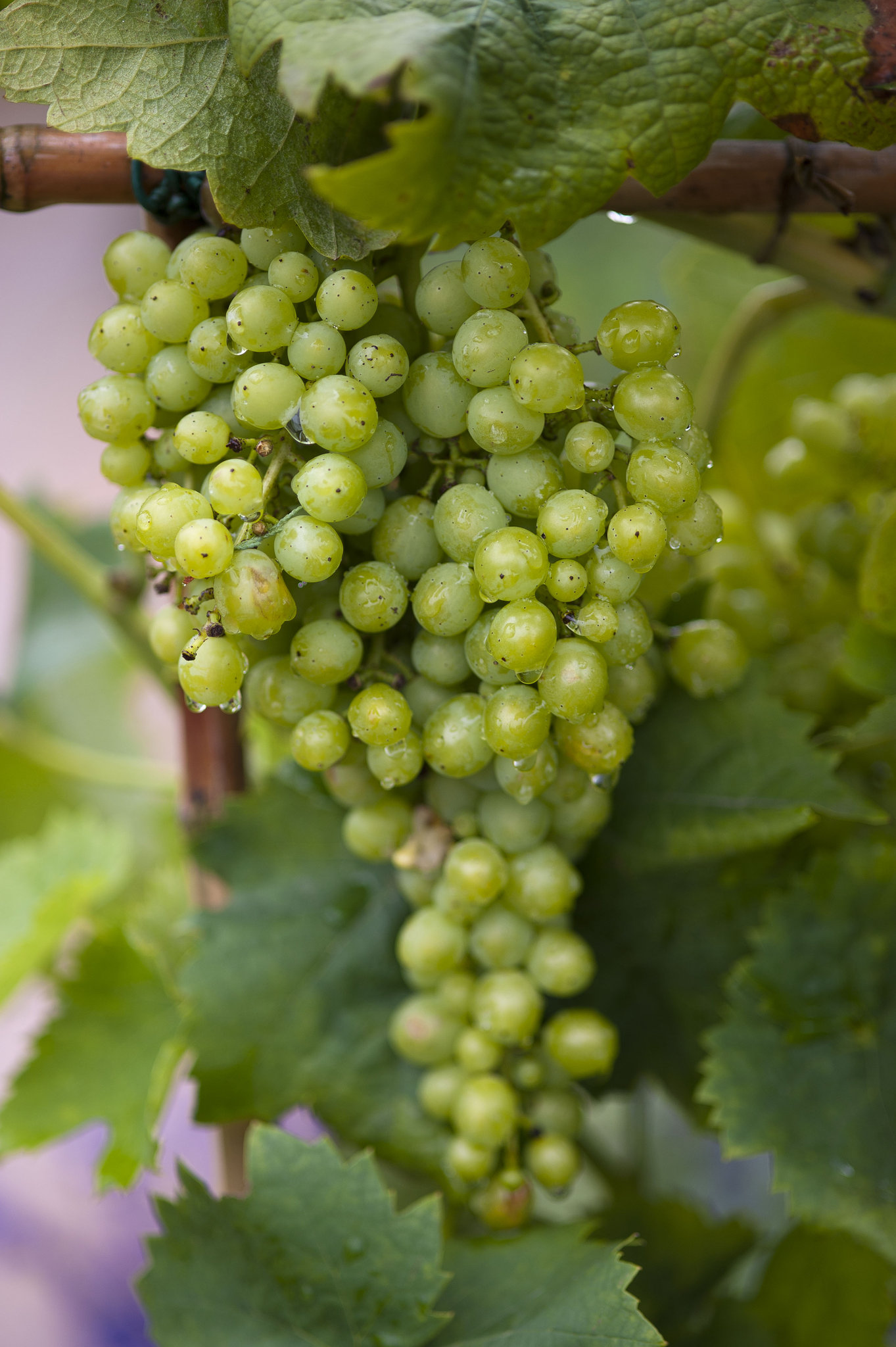 Grape