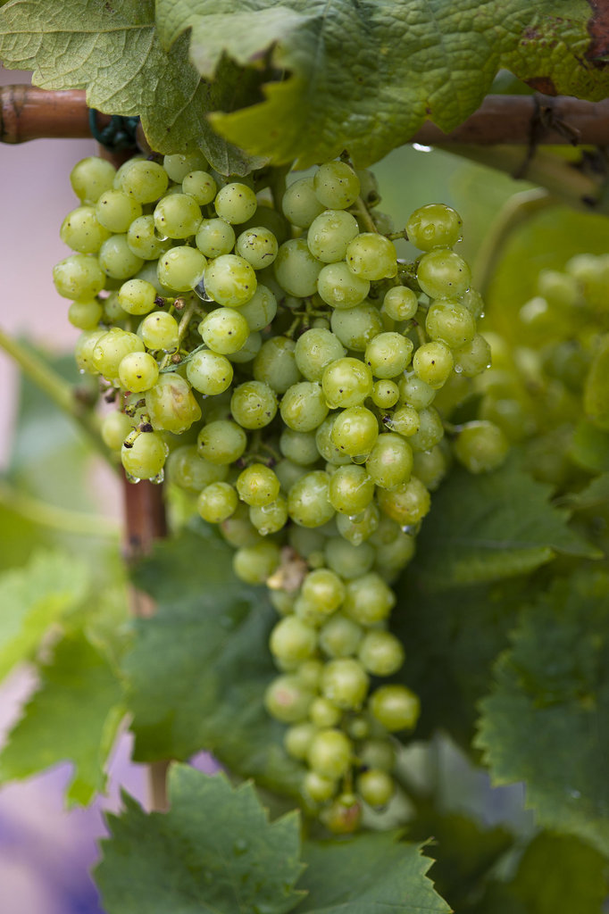 Grape