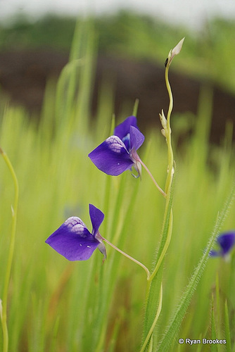 20090920-0824 Utricularia reticulata Sm.