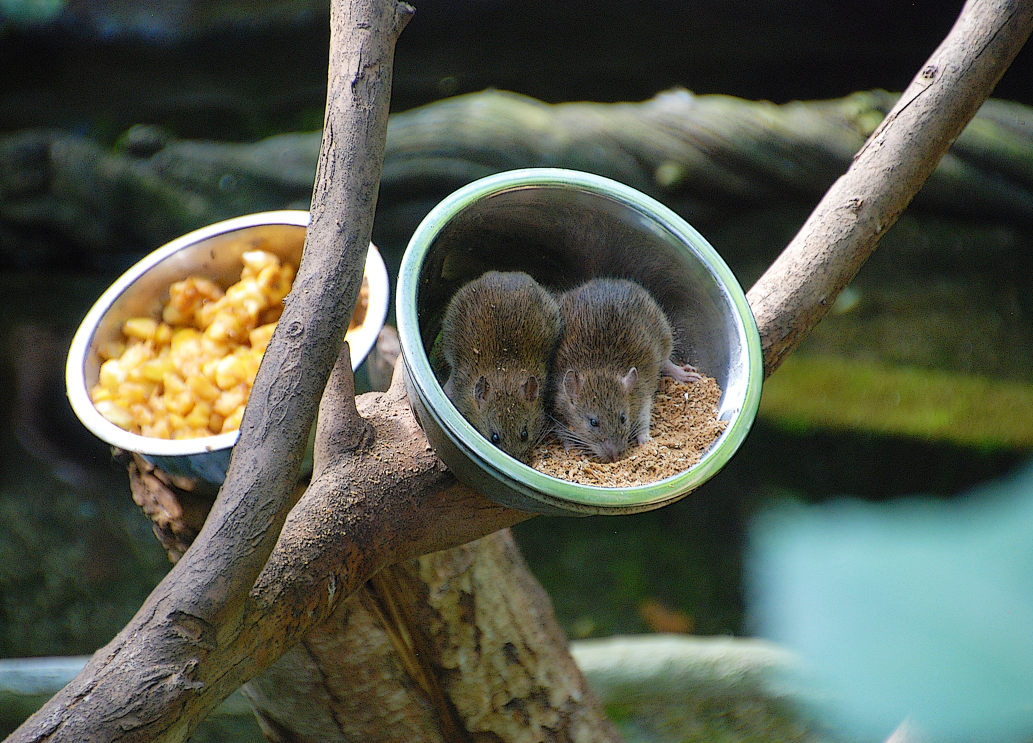 Quand les rats s'invitent à table au zoo de Beauval