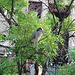 L'oiseau sympatique / Friendly texan bird - San Antonio, Texas. USA - 29 juin 2010.