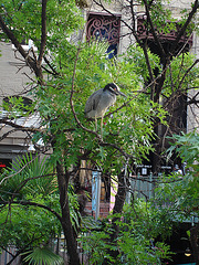 L'oiseau sympatique / Friendly texan bird - San Antonio, Texas. USA - 29 juin 2010.