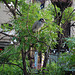 L'oiseau sympatique / Friendly texan bird - San Antonio, Texas. USA - 29 juin 2010.