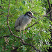 L'oiseau sympatique / Friendly texan bird - San Antonio, Texas. USA - 29 juin 2010.