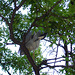 L'oiseau sympatique / Friendly texan bird - San Antonio, Texas. USA - 29 juin 2010.