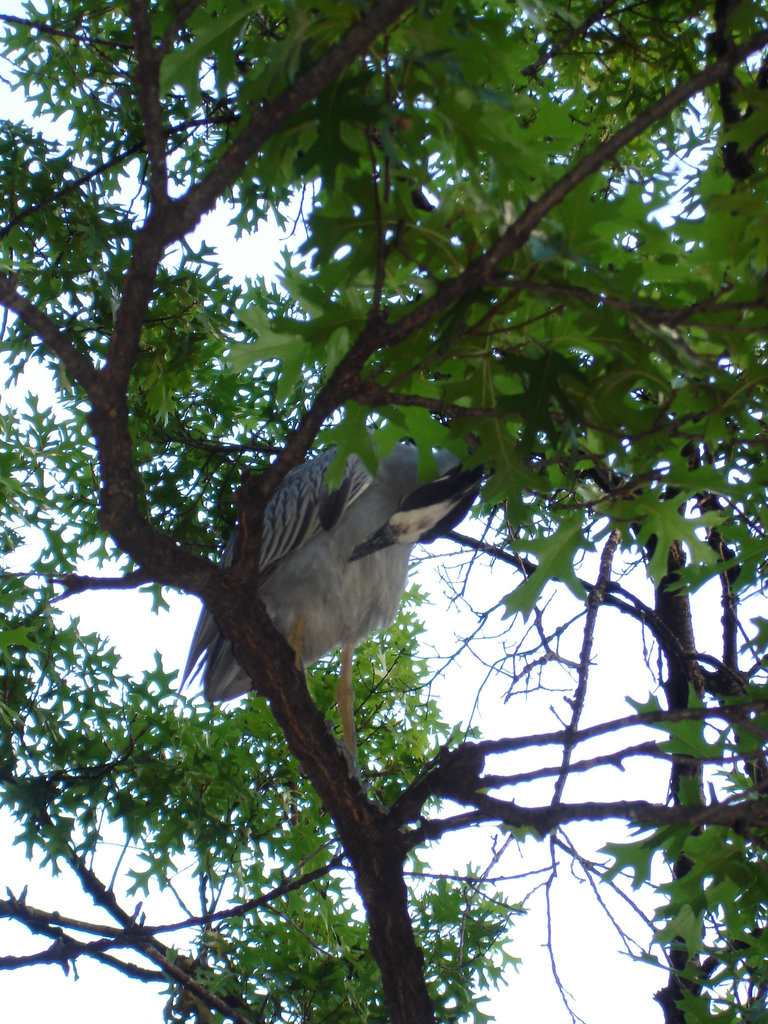 L'oiseau sympatique / Friendly texan bird - San Antonio, Texas. USA - 29 juin 2010.