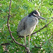 L'oiseau sympatique / Friendly texan bird - San Antonio, Texas. USA - 29 juin 2010.